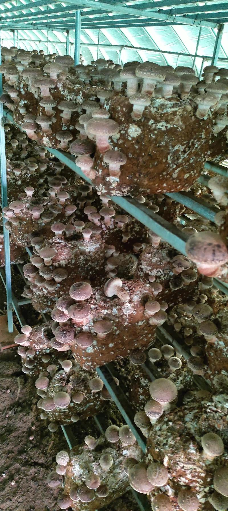 香菇种植技术有哪些关键点?-图1 香菇种植技术有哪些关键点?-图1