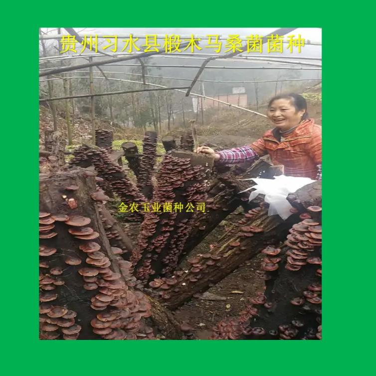 香菇种植技术有哪些关键点?-图2 香菇种植技术有哪些关键点?-图2