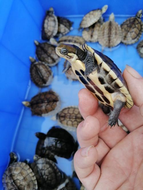 2025越南石龟苗价格多少钱一只?-图1 2025越南石龟苗价格多少钱一只?-图1