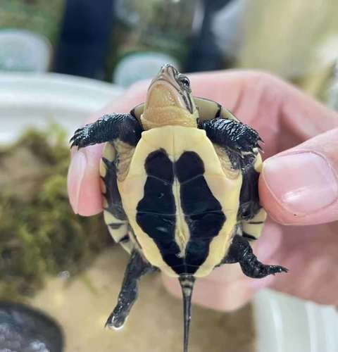 2025越南石龟苗价格多少钱一只？-图3