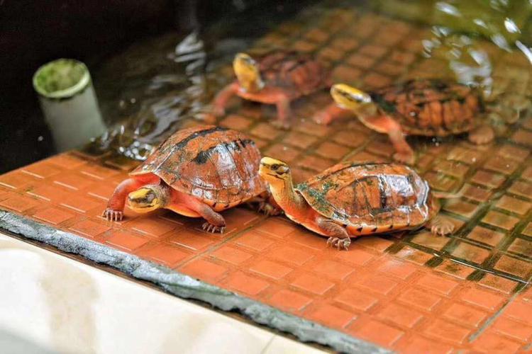 2025越南石龟苗价格多少钱一只?-图2 2025越南石龟苗价格多少钱一只?-图2