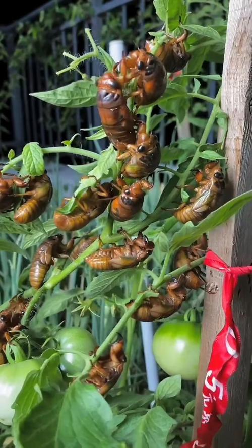 知了猴自然种植技术如何实现高效繁殖?-图1 知了猴自然种植技术如何实现高效繁殖?-图1