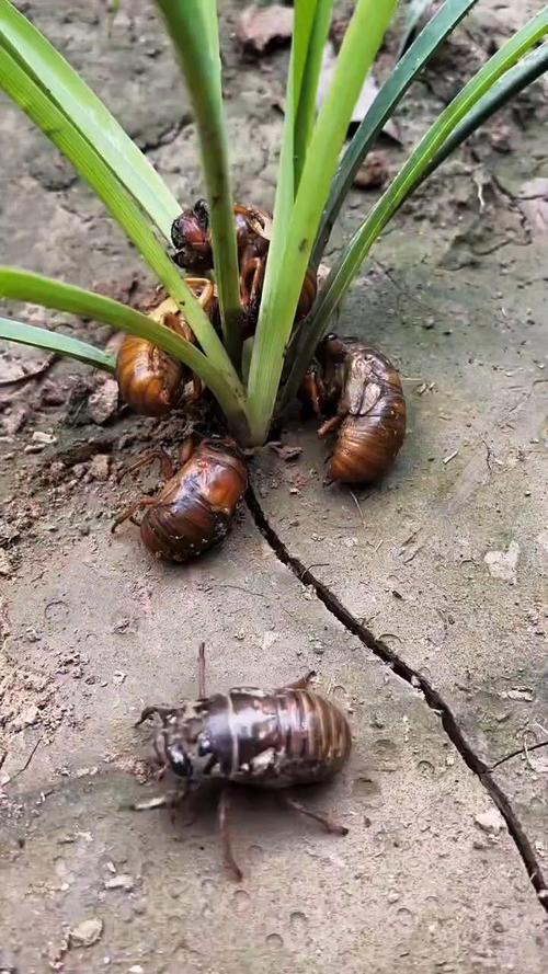 知了猴自然种植技术如何实现高效繁殖？-图3