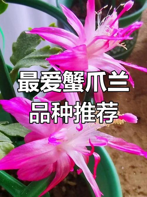 蟹爪兰到底有多少品种？-图2