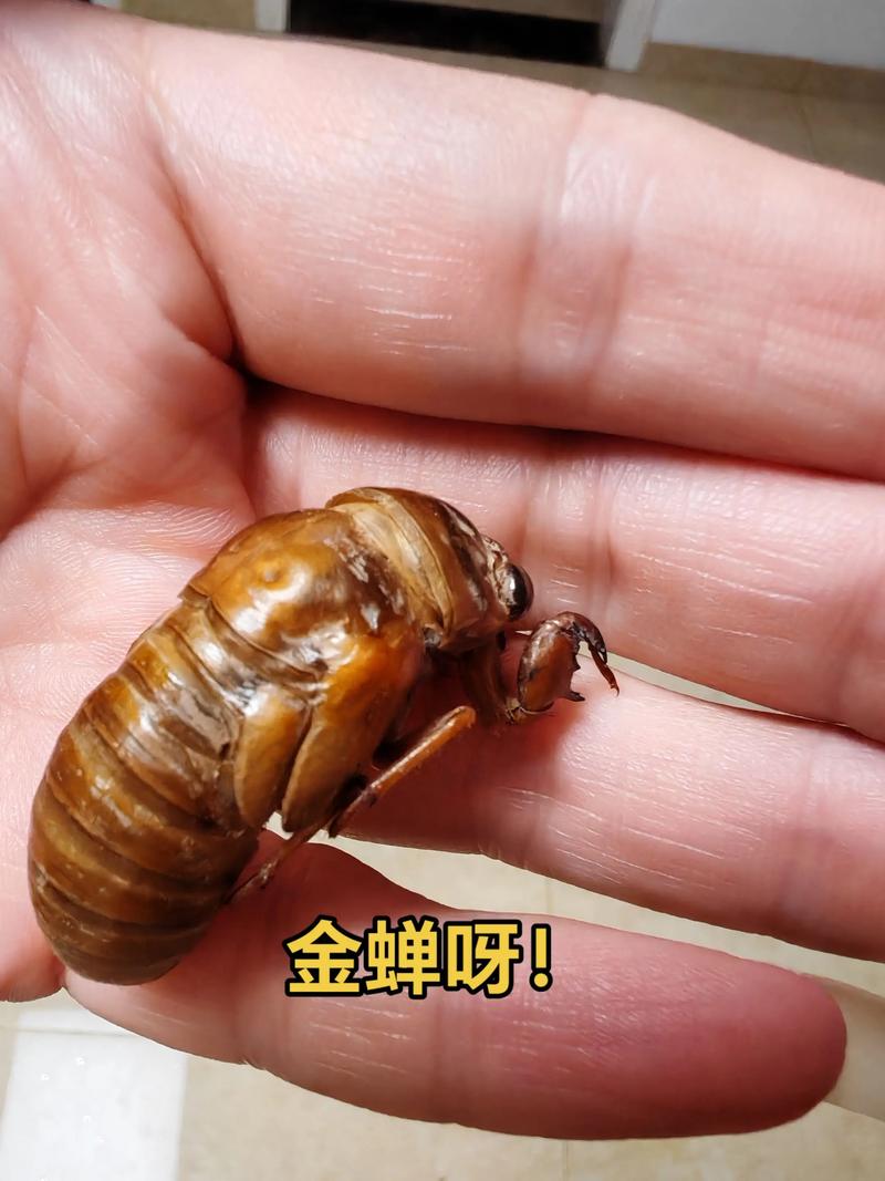 2025阳信知了猴价格会涨还是跌？-图3