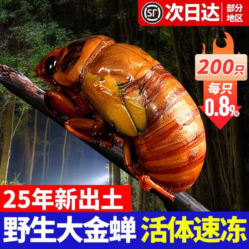 2025阳信知了猴价格会涨还是跌?-图1 2025阳信知了猴价格会涨还是跌?-图1
