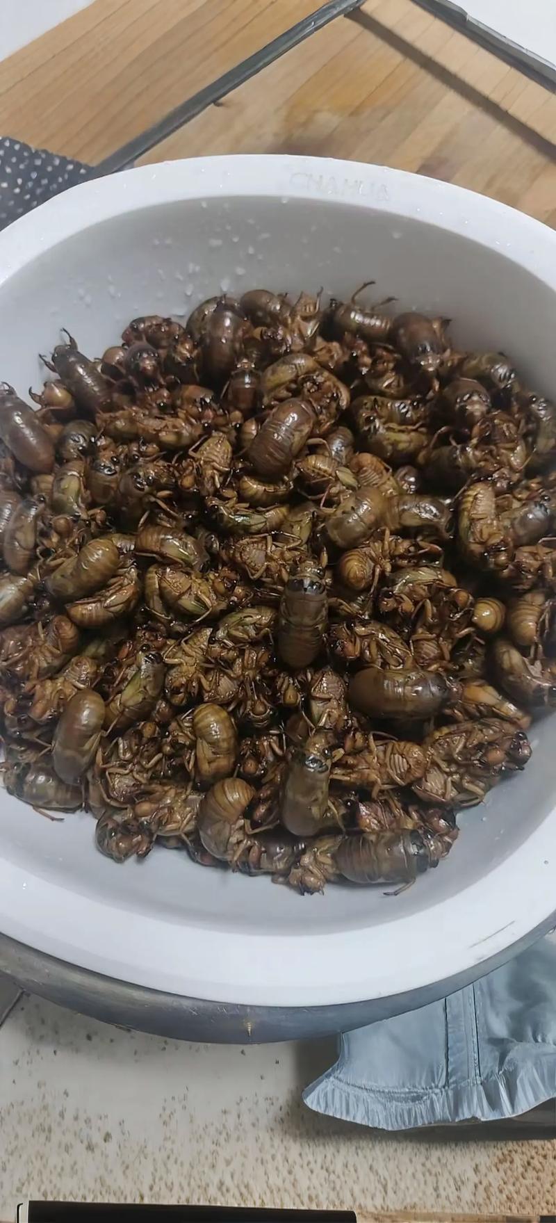 2025阳信知了猴价格会涨还是跌？-图2