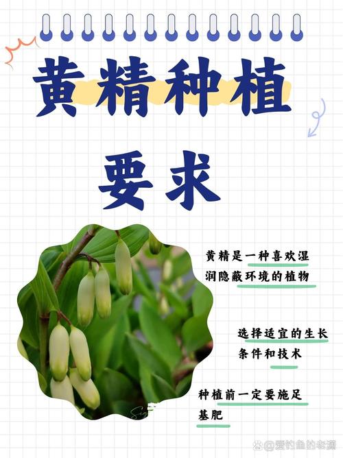 黄精种植技术要点有哪些?-图1 黄精种植技术要点有哪些?-图1