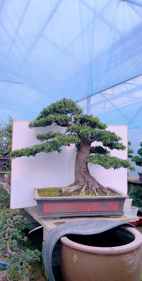 河南种罗汉松啥品种好?-图2 河南种罗汉松啥品种好?-图2