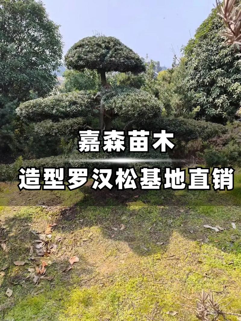 河南种罗汉松啥品种好?-图1 河南种罗汉松啥品种好?-图1