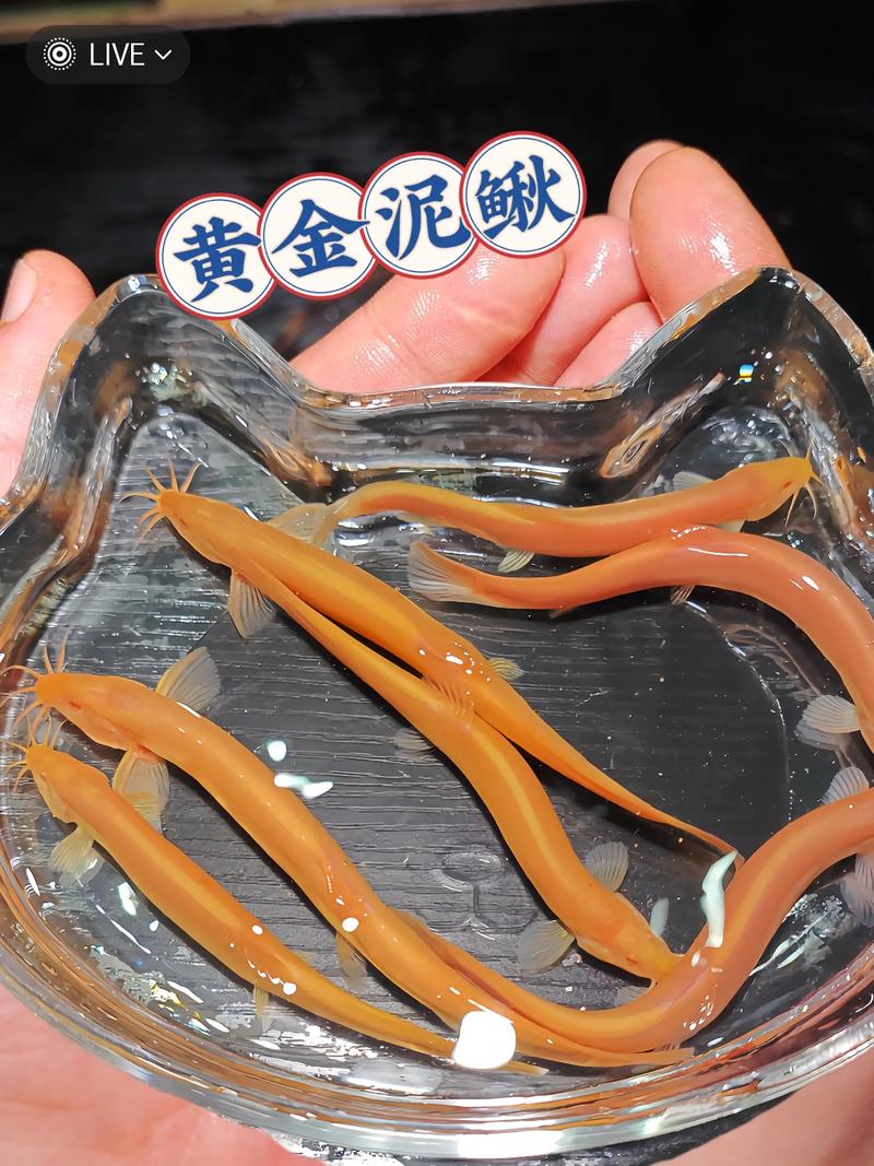 2025年云南泥鳅价格会涨还是跌？-图3