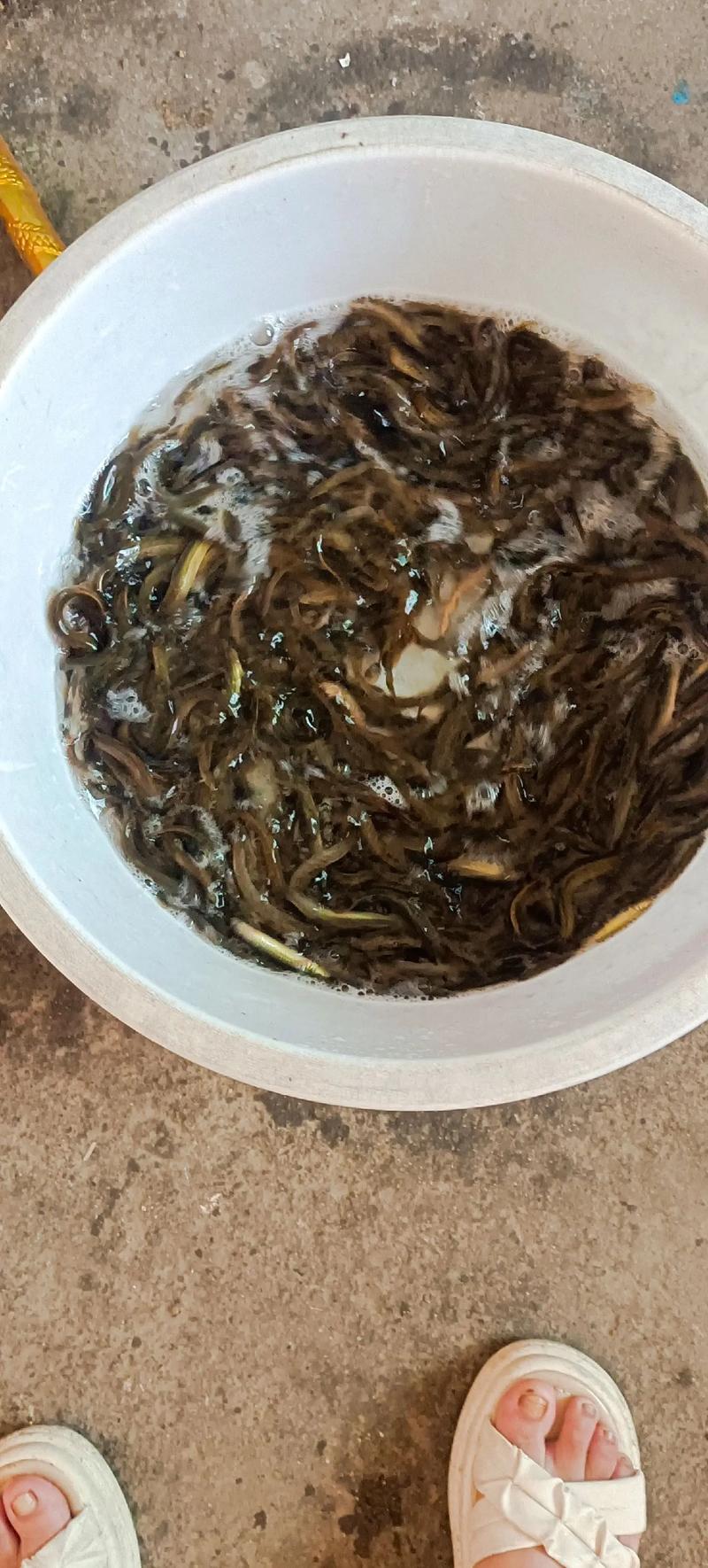 2025年云南泥鳅价格会涨还是跌？-图1