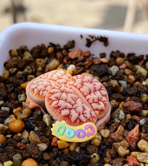 石生花哪些品种最怕水?-图2 石生花哪些品种最怕水?-图2