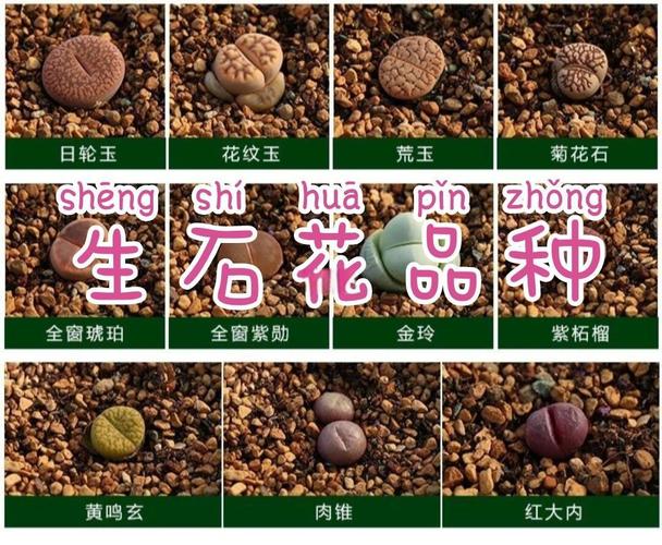 石生花哪些品种最怕水?-图1 石生花哪些品种最怕水?-图1