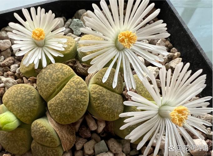 石生花哪些品种最怕水？-图3