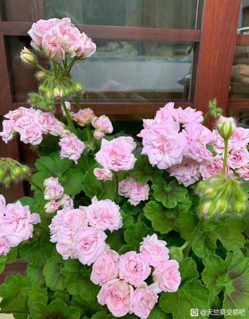 老品种天竺葵有哪些经典品种？-图1