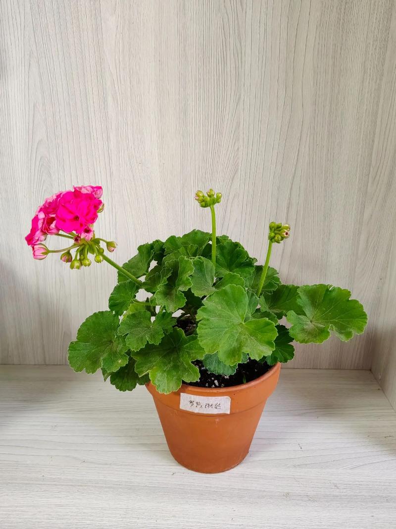 老品种天竺葵有哪些经典品种？-图2