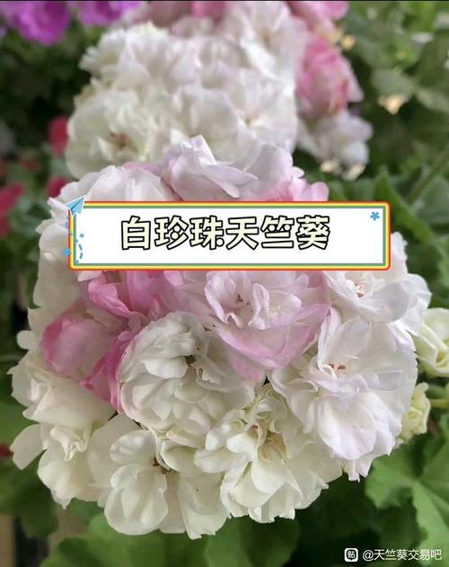 老品种天竺葵有哪些经典品种？-图3