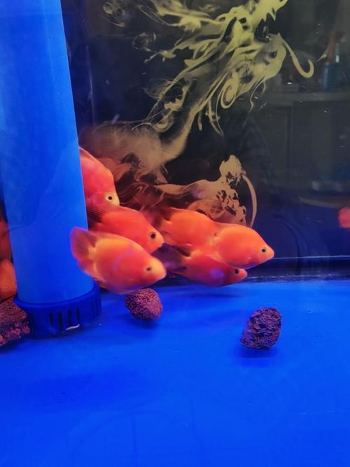 鹦鹉鱼养殖视频关键步骤有哪些？-图1