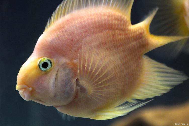 鹦鹉鱼养殖视频关键步骤有哪些？-图2