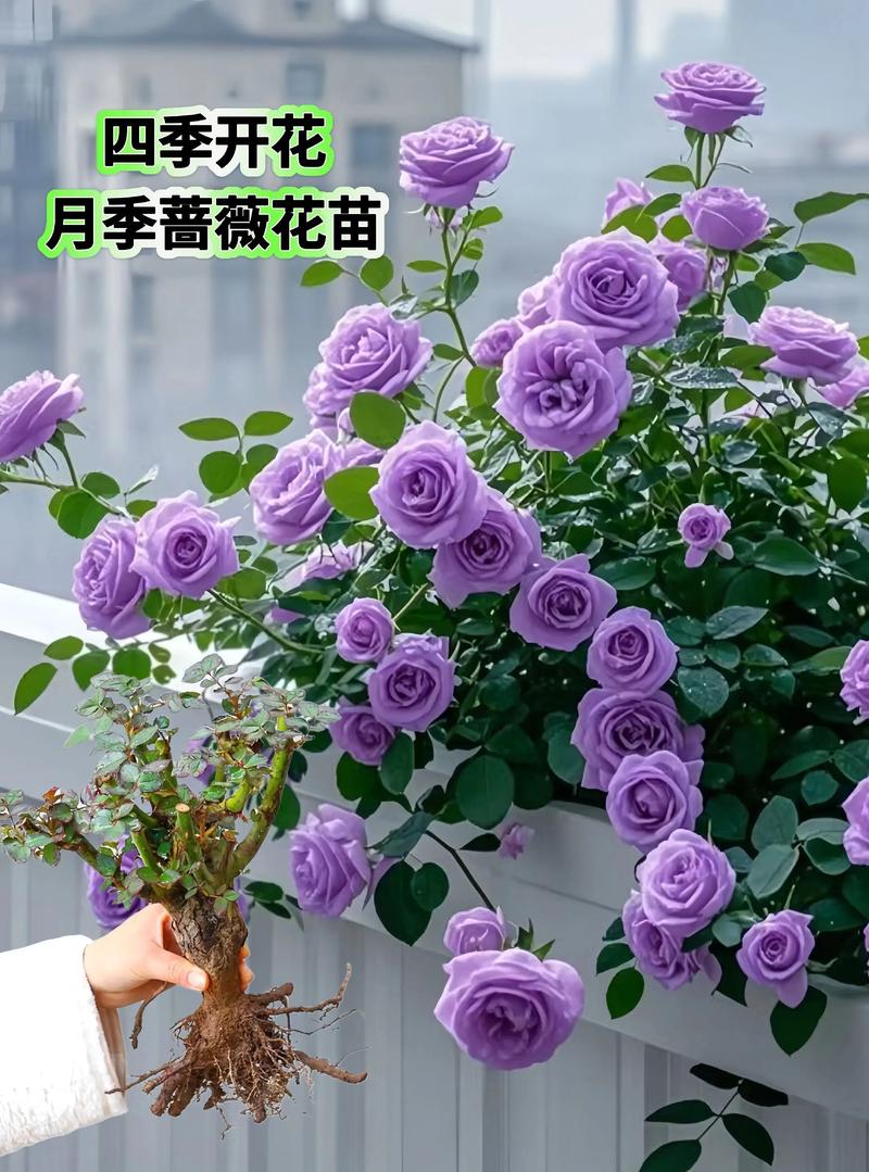 蔷薇花哪种品种好？-图3