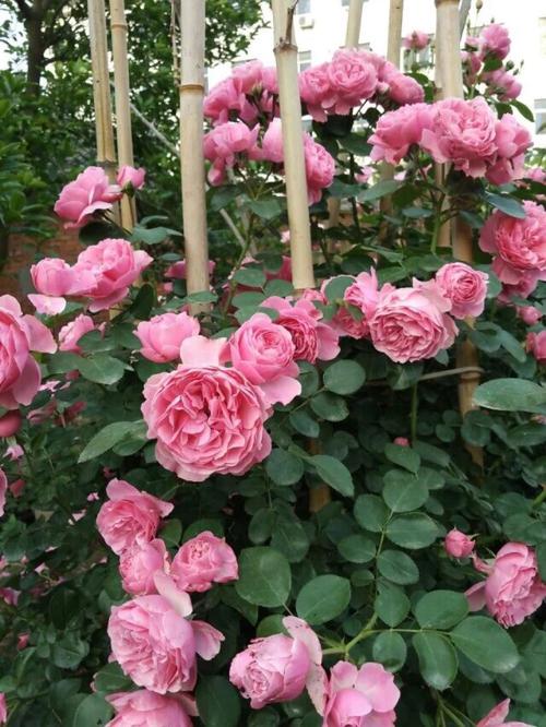 蔷薇花哪种品种好？-图1