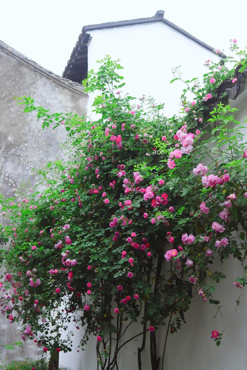 蔷薇花哪种品种好？-图2