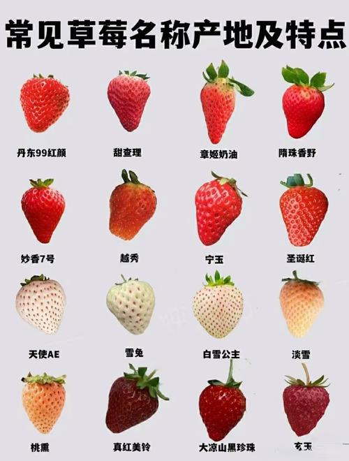 比较上档次的水果品种-图3 比较上档次的水果品种-图3