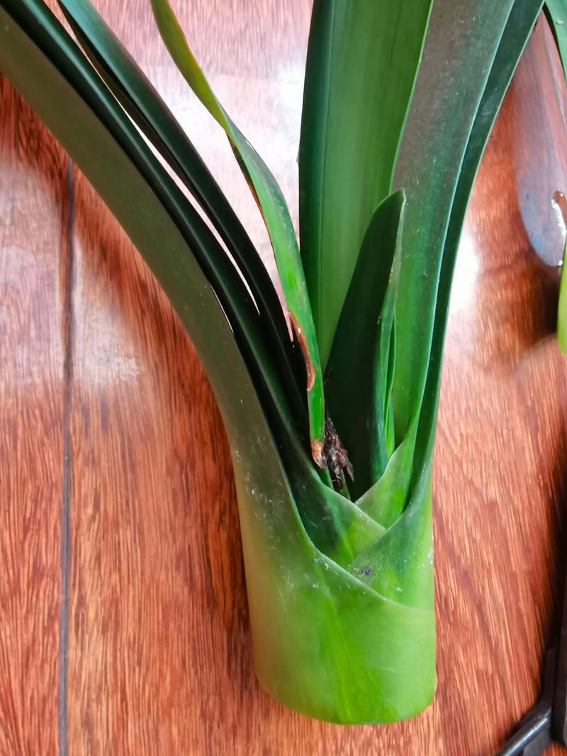 君子兰群兰品种有哪些？-图2