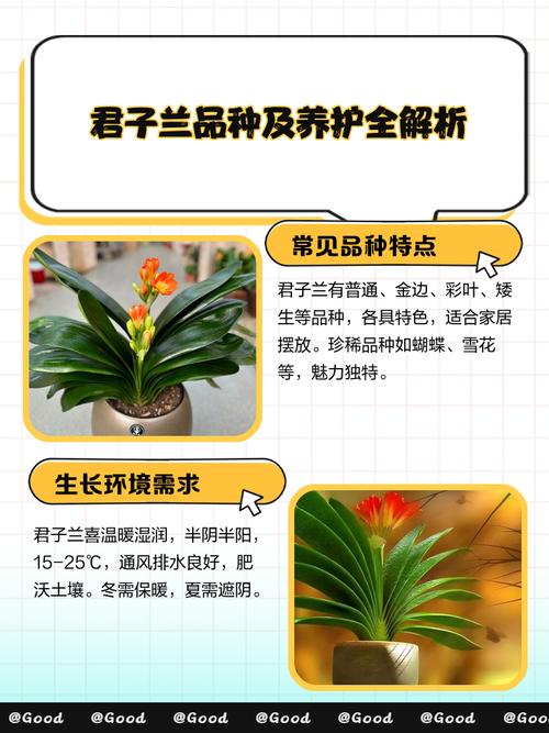 君子兰群兰品种有哪些？-图3