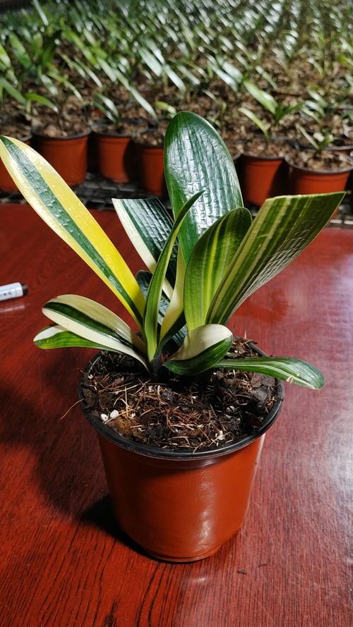 君子兰群兰品种有哪些？-图1