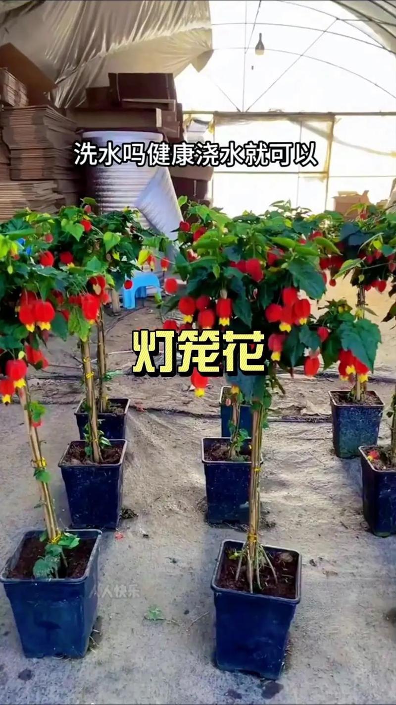 藤本灯笼花有哪些常见品种？-图2