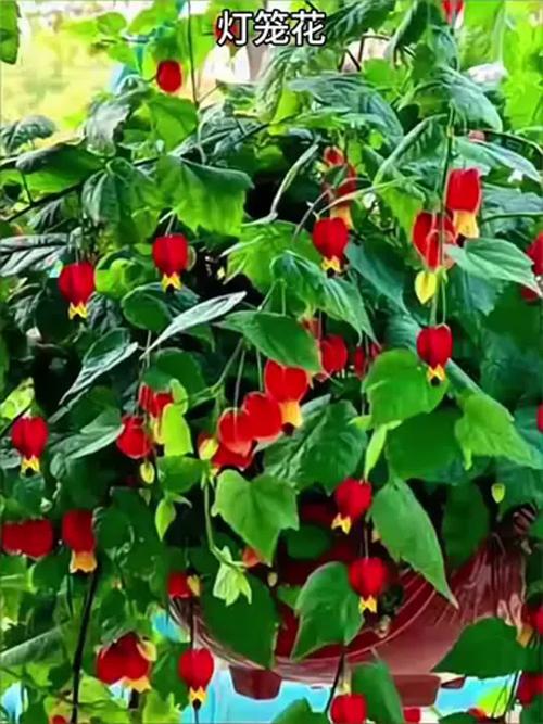 藤本灯笼花有哪些常见品种？-图1