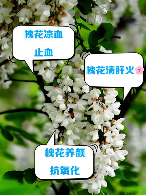 槐花怎么种？关键技术和方法有哪些？-图1