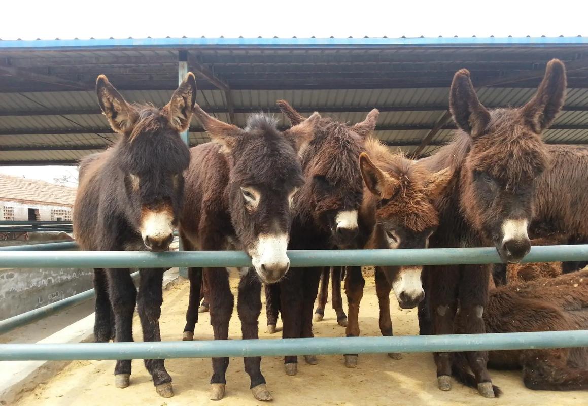 大型肉驴品种有哪些?-图3 大型肉驴品种有哪些?-图3