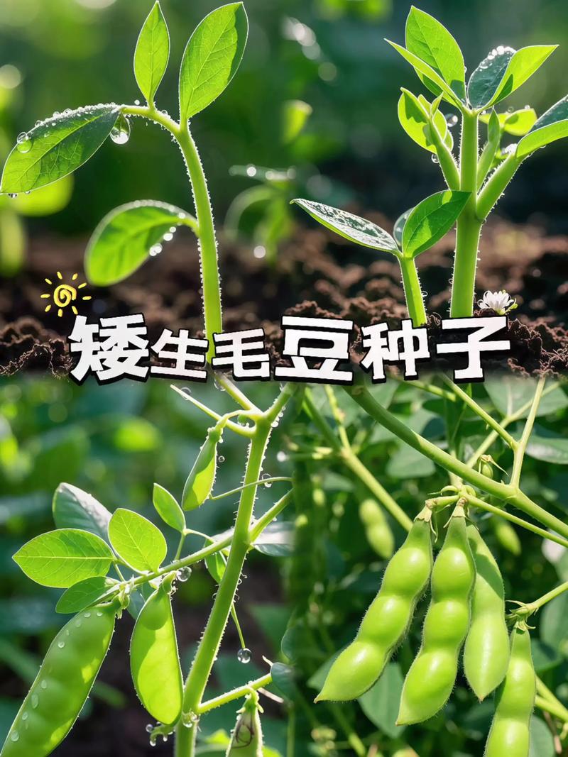 黄豆跟毛豆一个品种吗-图3
