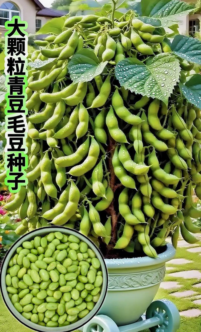 黄豆跟毛豆一个品种吗-图1