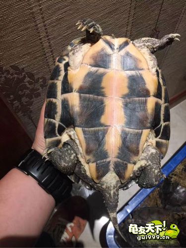 安南龟2025价格会涨还是跌？-图1