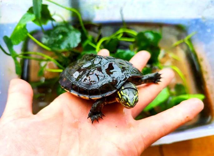 安南龟2025价格会涨还是跌？-图2