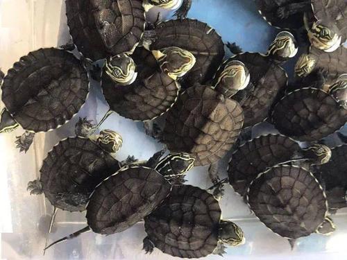 安南龟2025价格会涨还是跌？-图3