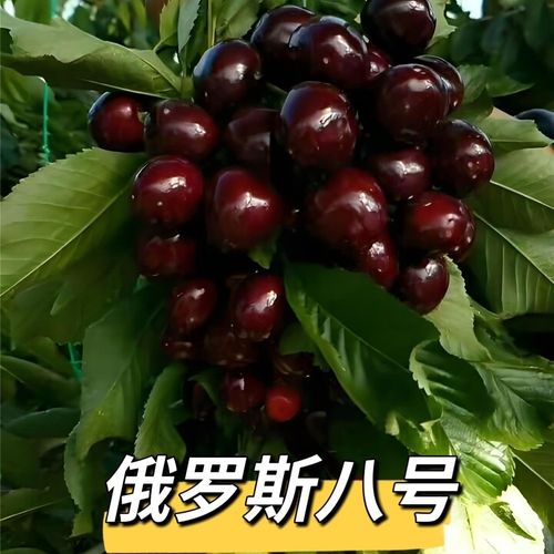 美早与俄8樱桃品种,哪个更优?-图1 美早与俄8樱桃品种,哪个更优?-图1