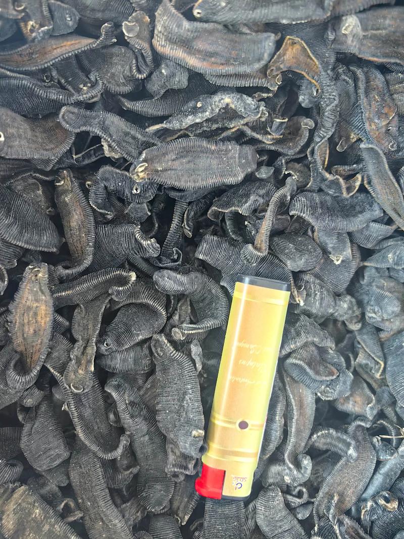 2025年水蛭行情价格会涨还是跌?-图2 2025年水蛭行情价格会涨还是跌?-图2