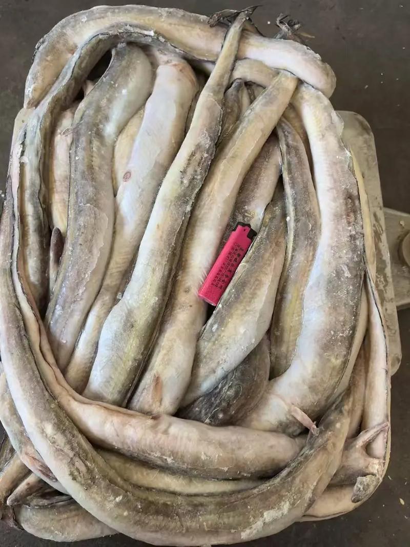 2025年鳗鱼最新价格多少钱一斤?-图1 2025年鳗鱼最新价格多少钱一斤?-图1