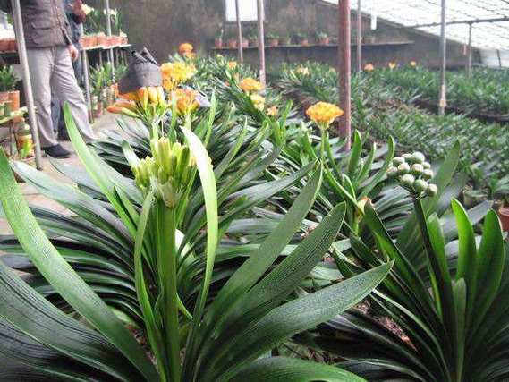 大花君子兰品种及图片-图3 大花君子兰品种及图片-图3