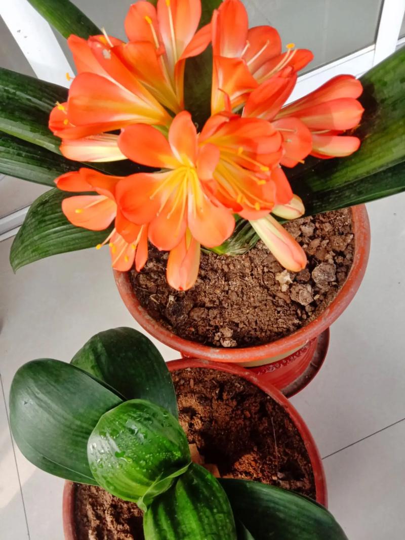 大花君子兰品种及图片-图2 大花君子兰品种及图片-图2