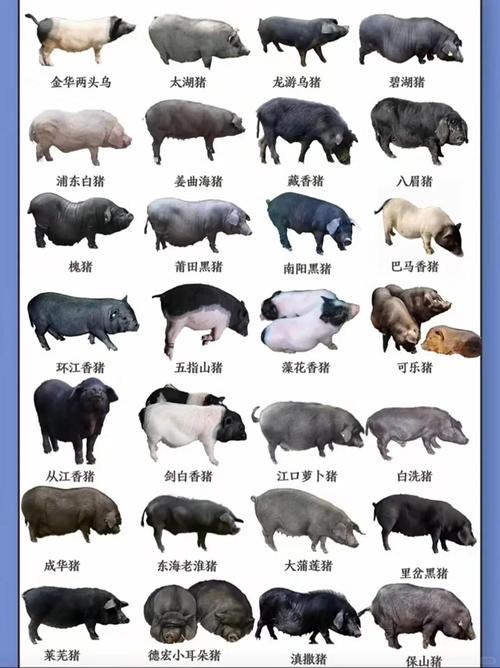 养殖猪一般是什么品种?-图1 养殖猪一般是什么品种?-图1