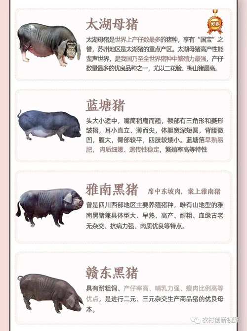 养殖猪一般是什么品种？-图2