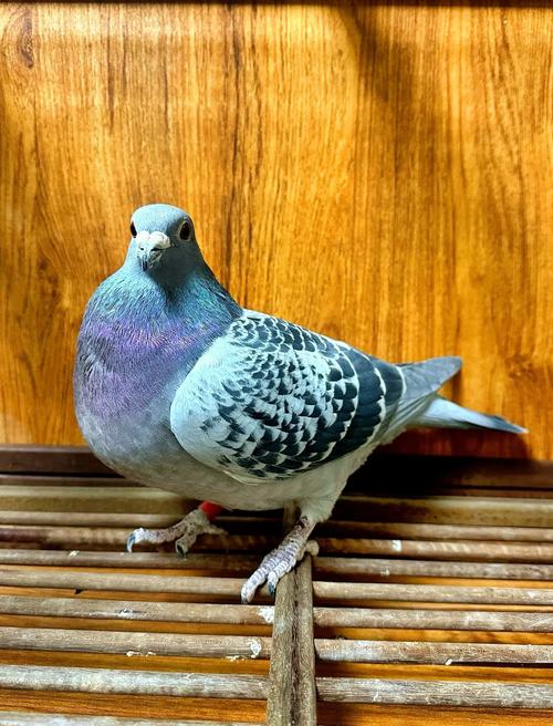 哪种鸽子品种繁殖力最强？-图2