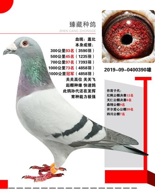 哪种鸽子品种繁殖力最强？-图1