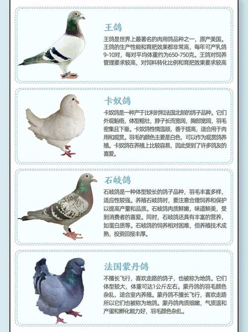 哪种鸽子品种繁殖力最强？-图3